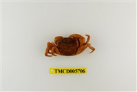 藏品(銹色澤蟹)的圖片